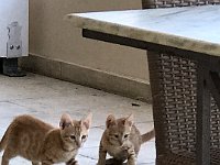 foto 271